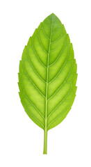 Obraz premium Realistic green leaf with vein detail isolated on black