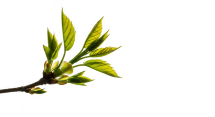 Realistic photo of a spring branch with green leaves