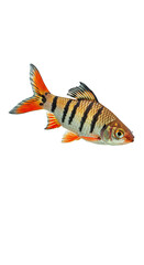 Tiger Barb Fish Isolated PNG Realistic Aquatic Animal