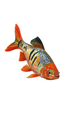 Tiger Barb Fish Isolated Transparent Background Realistic Orange and Black