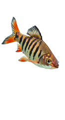 Tiger Barb Fish Isolated Transparent Background Realistic Image