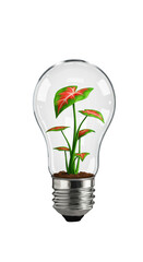 Transparent Background Isolated Plant Growing Inside Light Bulb
