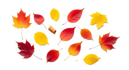 autumn leaves isolated on white background, flat lay, nature concept, seasonal foliage, top view