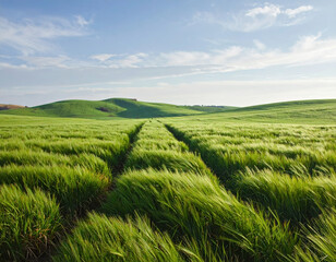 Green field with tire tracks under blue sky and clouds, peaceful rural landscape with rolling hills and fresh grass waving gently in breeze on sunny day
