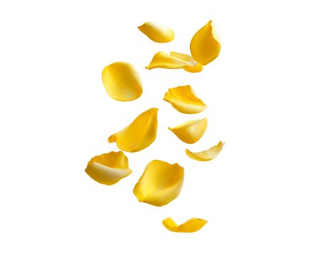 Yellow rose petals floating on transparent background for nature and floral design