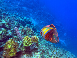 rainbow parrotfish ,Scarus guacamaia