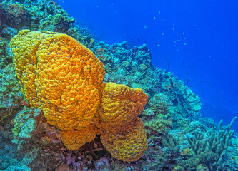 orange elephant ear sponge