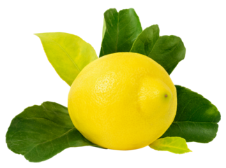 Large lemon with several green leaves