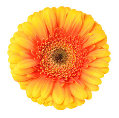 One Gerbera flower with yellow orange petals, isolated