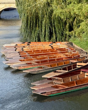 Traditional wooden punts moored on the River Cam beneath willow trees