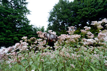 フジバカマの花の蜜を吸うアサギマダラ
