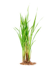 Natural green rice plant or grass with roots, green rice leaves and dry yellow leaves isolated on white background.