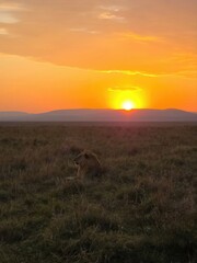 Fototapeta premium African lion resting in savanna during sunset