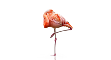 Elegant Flamingo Posing Gracefully in Bright Studio, Captured in High-Quality Photography, Minimalist Style