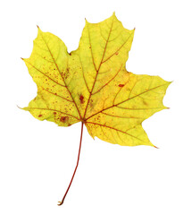 One maple leaf isolated on white. Autumn season