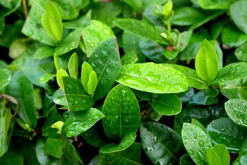 Wet green leaves with water droplet photo for texture and background