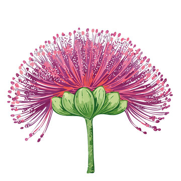 powder puff bloom botanical filament study vibrant calliandra floral print