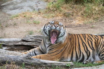 Huge orange Tiger playing with her cub