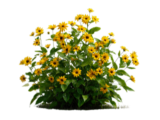 Transparent Png of a Vibrant Bush of Yellow Daisy like Flowers with Lush Green Leaves, a Cheerful and Natural Botanical Garden Element