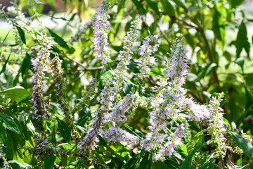 キダチナギナタコウジュ（ミントバーム　Mint Balm）