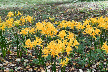 ショウキズイセン　Golden spider lily