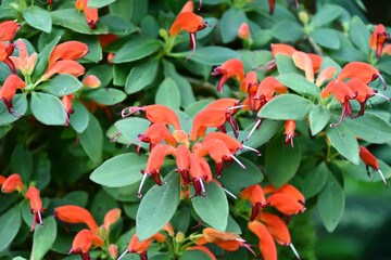 エスキナンツス・アンデルソニイ　Lipstick plant