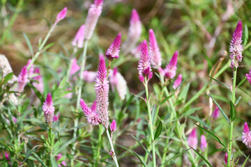 ノゲイトウ　Silver cock's comb