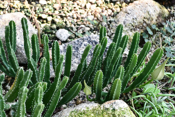 王犀角　Stapelia gigantea
