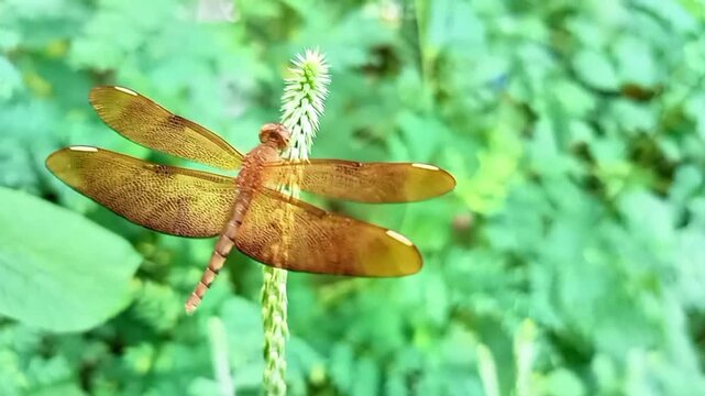 Red dragonfly resting on achyranthes aspera flower in natural green background