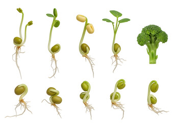 Sprouted Seedlings and Broccoli Florets Isolated on Black Background with Roots Displayed in Various Stages