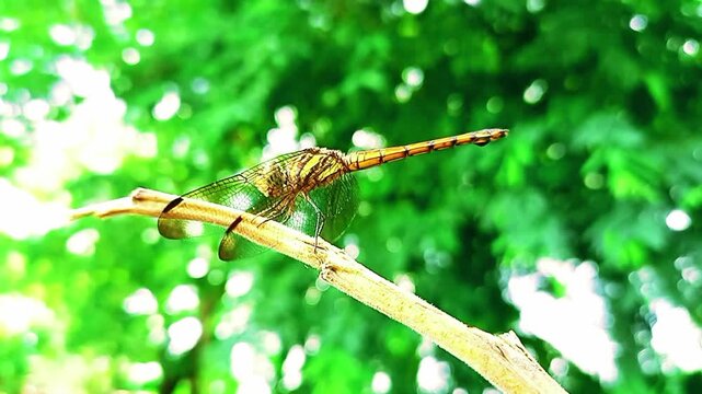 Potamarcha congener dragonfly sitting on thin branch green background