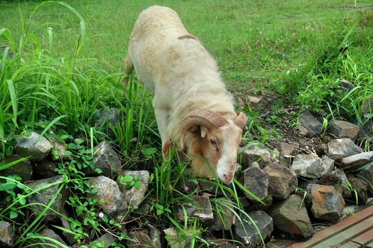 Priangan Sheep photo on the lawn. Priangan sheep also known as Domba Garut or Ovis Aries