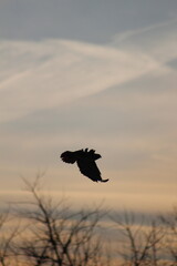 Hawk in flight 
