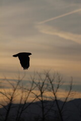 Hawk in flight 