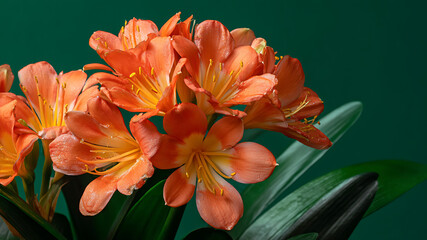 Fototapeta premium Vibrant Orange Clivia Blooms with Crystalline Petals on a Deep Teal Background