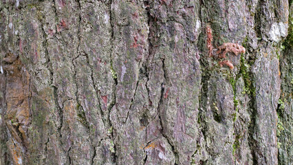 Close Up of Tree Bark with Moss