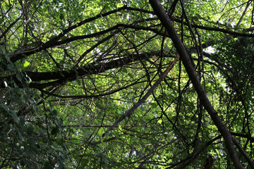 Fototapeta premium Tree with beautiful branches in natural forest. Tree branches with lush green leaves in summer background.