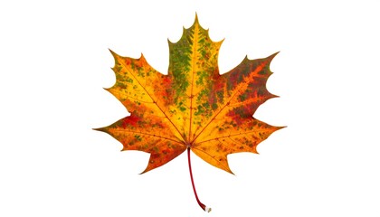 Fototapeta premium Vibrant autumn maple leaf with intricate fall colors against a plain white background.