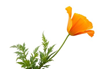 Naklejka premium Single Orange California Poppy Flower Isolated on White.
