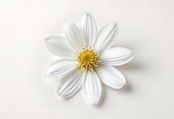 Fototapeta premium Single White Cosmos Flower on a Clean White Background.