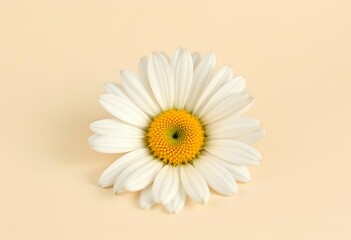 Single White Daisy Flower on a Beige Background.