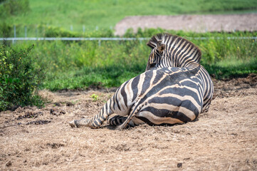 Portrait of Zebras living in wildlife conservation area. Zebra is species of African horse family unique with having black an white strippit coats.