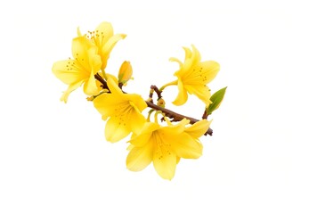 Vibrant Yellow Azalea Flowers on a Branch Isolated on White.