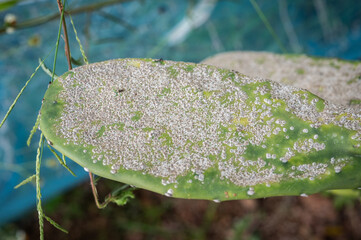 Surface of Opuntia cactus having problem with scale insect attached and sucking sap from this plant. It's easy to spread them to other houseplants, so check your plants carefully and kill it.
