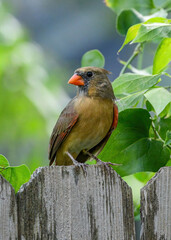 Female Northern Cardinal perched on a branch in a garden