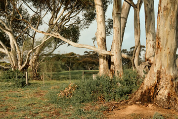 old eucalyptus trees on rural australian road