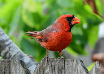Male Northern Cardinal perched on a fence in a garden