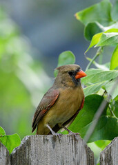 Female Northern Cardinal perched on a branch in a garden