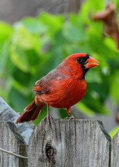 Male Northern Cardinal perched on a fence in a garden