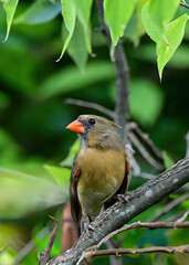 Female Northern Cardinal perched on a branch in a garden